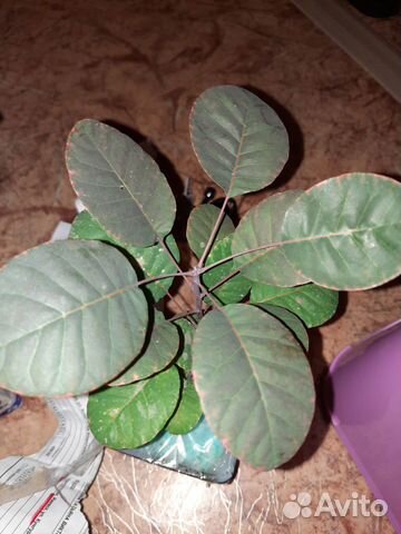 Скумпия кодевенная Леди Голд Golden Lady