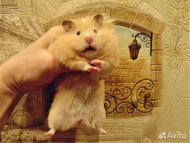 Сирийские. ангорские. джунгарские хомяки,клетки эж