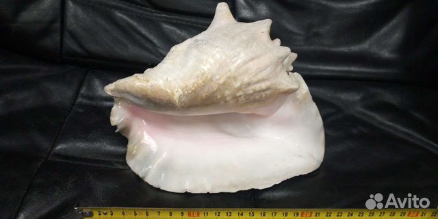 Ракушка огромная морская