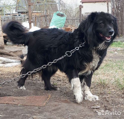 Дориан собака для души в дар. Доставка