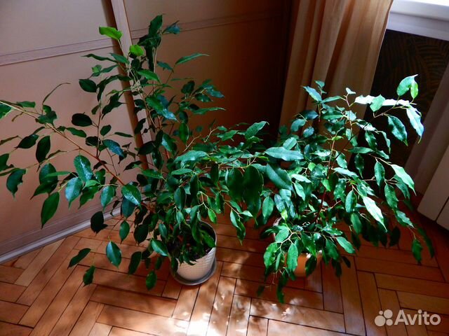 Фикусы бенджамина несколько растений