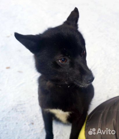 Очень нежная ласковая собака ищет дом купить на Зозу.ру - фотография № 2
