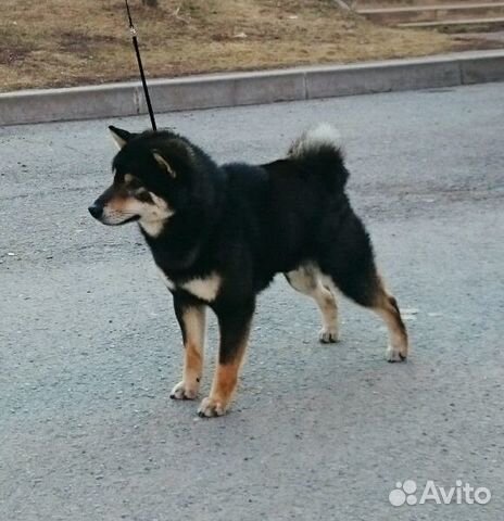 Сиба Ину кобель для вязки