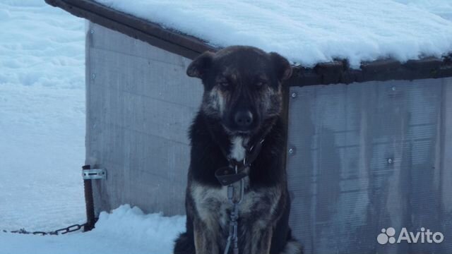 Собака из приюта в г.Валдай ищет любящего хозяина купить на Зозу.ру - фотография № 2