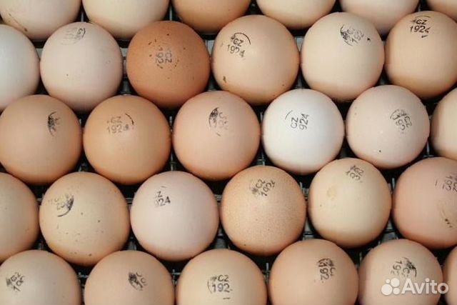 Купить инкубационное яйцо в москве и области. Инкубационное яйцо Кобб 500. Инкубационное яйцо Кобб 500 Чехия. Кобб 700 инкубационное яйцо. Яйцо инкубационное бройлера Чех.