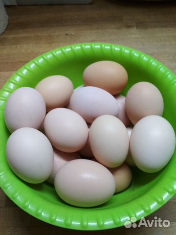 Юрловская голосистая. Инкубационное яйцо, цыплята купить на Зозу.ру - фотография № 8