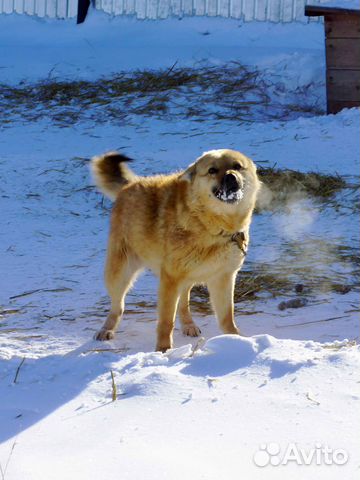 Отличная жизнерадостная собака ищет дом, стерильна купить на Зозу.ру - фотография № 2