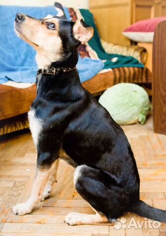 Собака в дар купить на Зозу.ру - фотография № 4