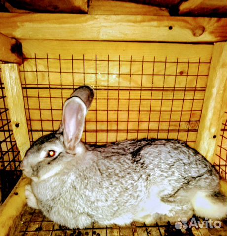 Купить Кроликов В Курганской Области