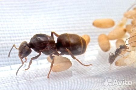 Муравьи Lasius niger