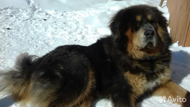 Продам щенка Тибетского Мастифа купить на Зозу.ру - фотография № 3
