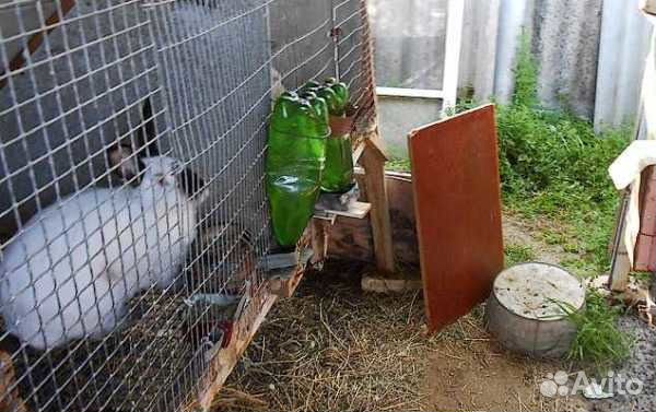 Кролики на мясо И на разведение купить на Зозу.ру - фотография № 1