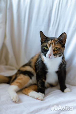 Кошка Молли в самые добрые руки Кошка Молли в самые добрые руки