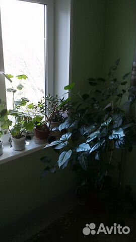 2-к квартира, 45.5 м², 4/5 эт. 2-к квартира, 45.5 м², 4/5 эт.
