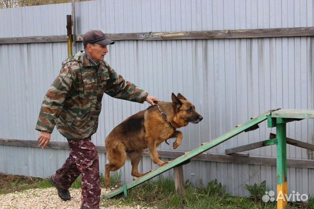 Дрессировка собак