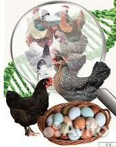 Инкубационное яйцо. Несушка Доминант