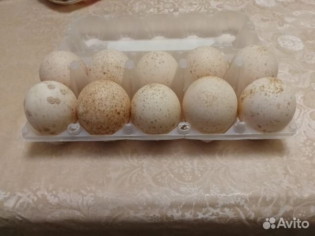 Продам инкубационное яйцо индюшек купить на Зозу.ру - фотография № 2