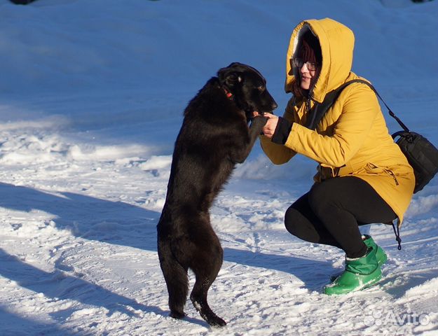 Шоколадная Собака кобель щенок купить на Зозу.ру - фотография № 6