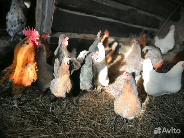 Инкубационное яйцо куриное купить на Зозу.ру - фотография № 4