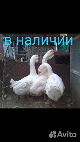 Продаются холмогорские гуси купить на Зозу.ру - фотография № 9
