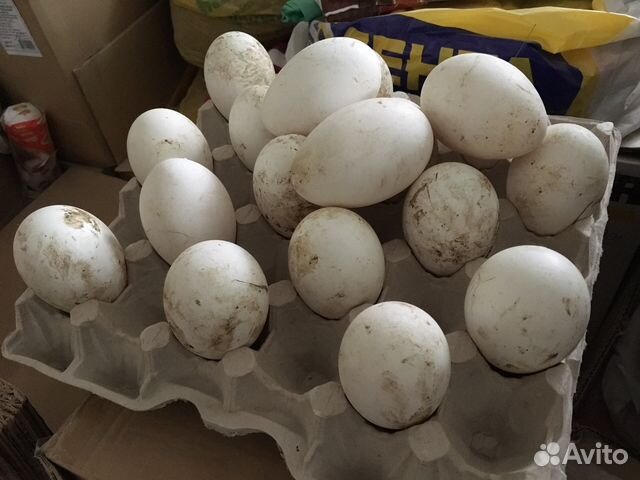 Купить инкубационное яйцо в свердловской области. Яйцо гусиное инкубационное купить. Купить яйцо инкубационное гусиное в Тульской области на авито.