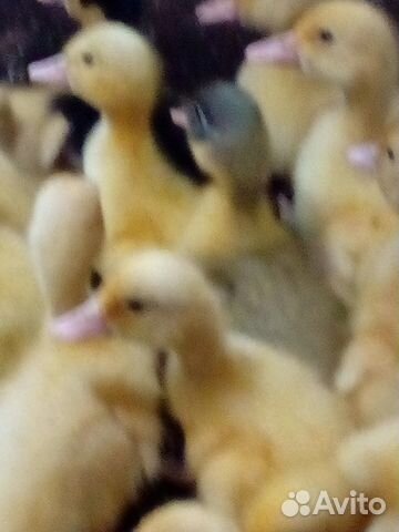Утята суточные гусята цыплята купить на Зозу.ру - фотография № 4