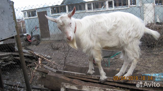 Вязка коз купить на Зозу.ру - фотография № 3