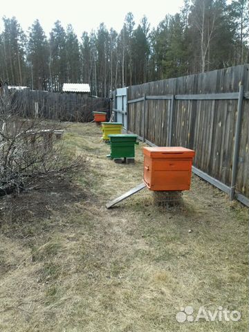 Продам пчелосемьи с улем 2 корпуса с вощиной купить на Зозу.ру - фотография № 4