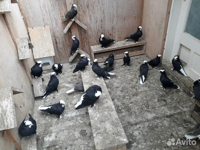 Белохвостые ордженикидзевские голуби