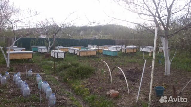 Пчёлы. Пчелопакеты. Улики для разведения пчёл купить на Зозу.ру - фотография № 2