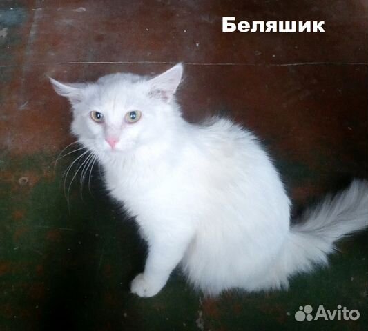 Кошки, коты и котята в ответственные руки купить на Зозу.ру - фотография № 2