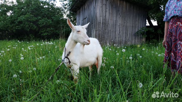 Заанинская коза купить на Зозу.ру - фотография № 2