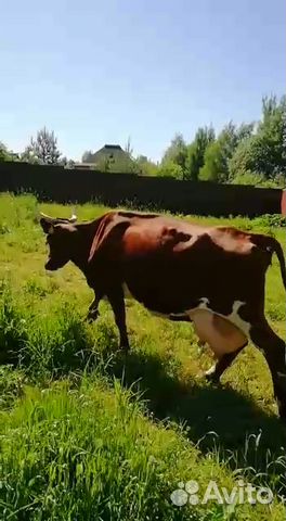 Айширская коровка