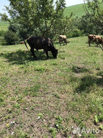 Астраханские бычки