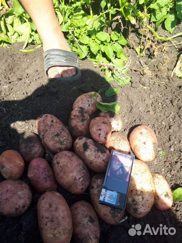 Картофель урожай 2019 года