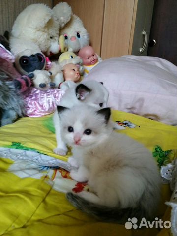 Малыши кукольные на праздники Малыши кукольные на праздники