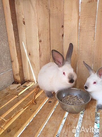 Колифорнийские кролики купить на Зозу.ру - фотография № 1