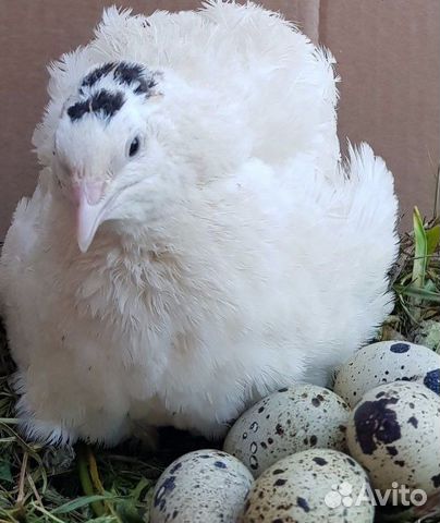 Инкубационное яйцо и Техасские перепелята купить на Зозу.ру - фотография № 7