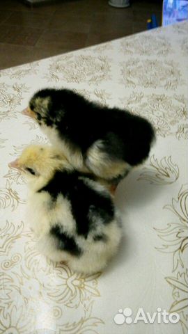Австралорп - инкуб. яйцо, цыплята купить на Зозу.ру - фотография № 4