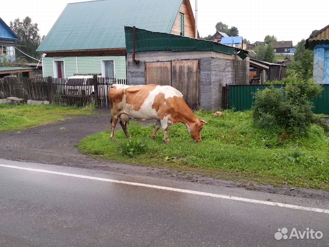 Корова