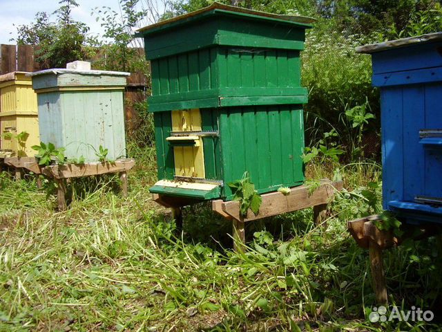 Пчелиные улья (домики) купить на Зозу.ру - фотография № 1