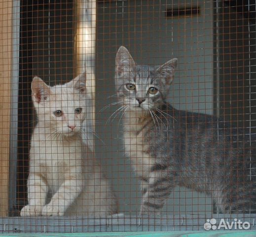 Котята и кошки из приюта купить на Зозу.ру - фотография № 4