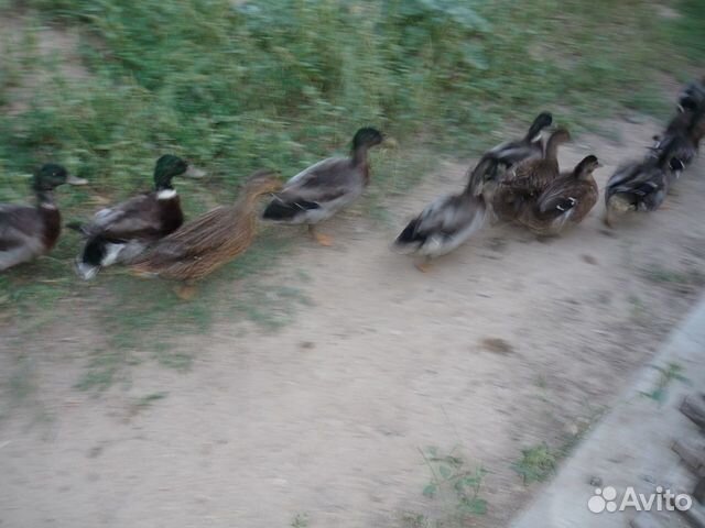 Утки кряквы для охоты, подсадные купить на Зозу.ру - фотография № 1