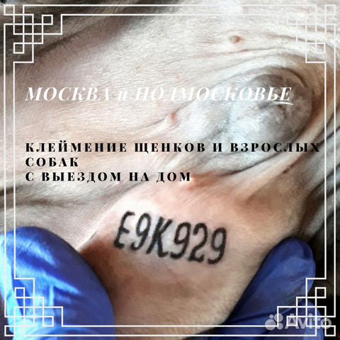 Клеймение щенков и взрослых собак