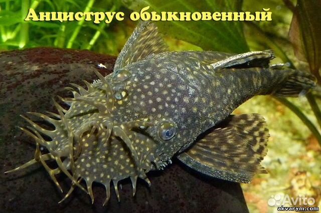 Излишки рыб собственного разведения купить на Зозу.ру - фотография № 3