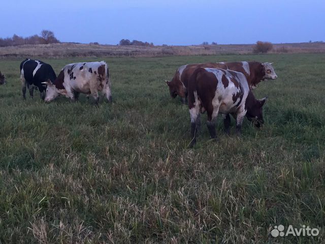 Телята 80-150 кг.,бычки по 500 кг., на мясо купить на Зозу.ру - фотография № 4