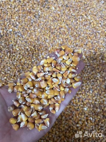 Кукуруза, Пшеница купить на Зозу.ру - фотография № 2