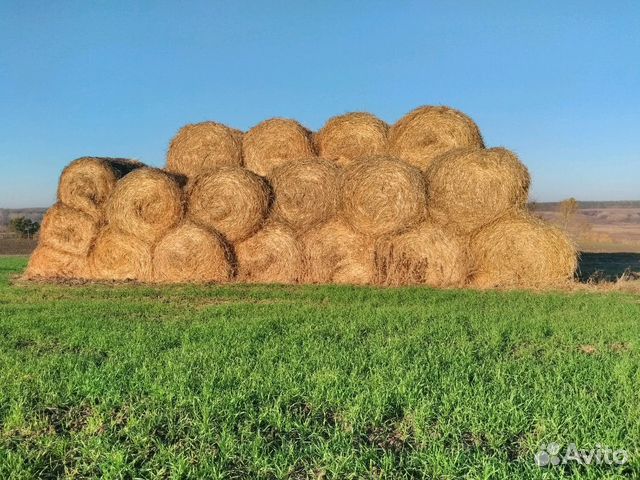 Солома Купить В Нижегородской Области