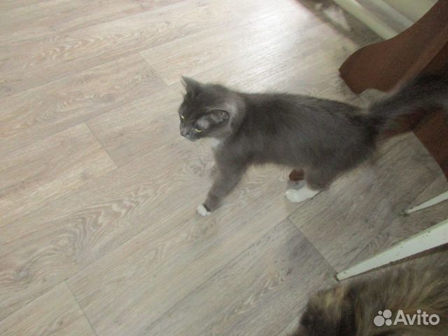 Красивая серая кошка купить на Зозу.ру - фотография № 3
