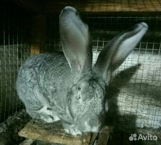 Серый великан #кроликивеликаны купить на Зозу.ру - фотография № 3